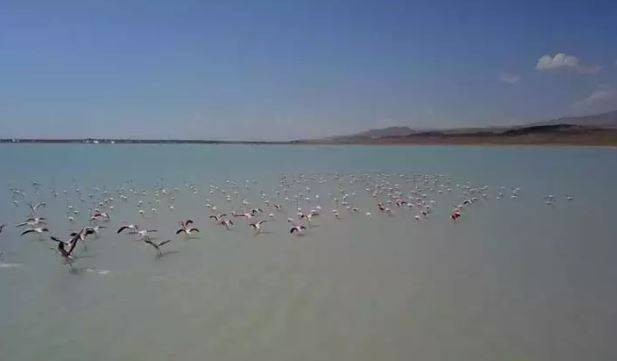 Arin Gölü'nde flamingo şöleni - Resim: 7